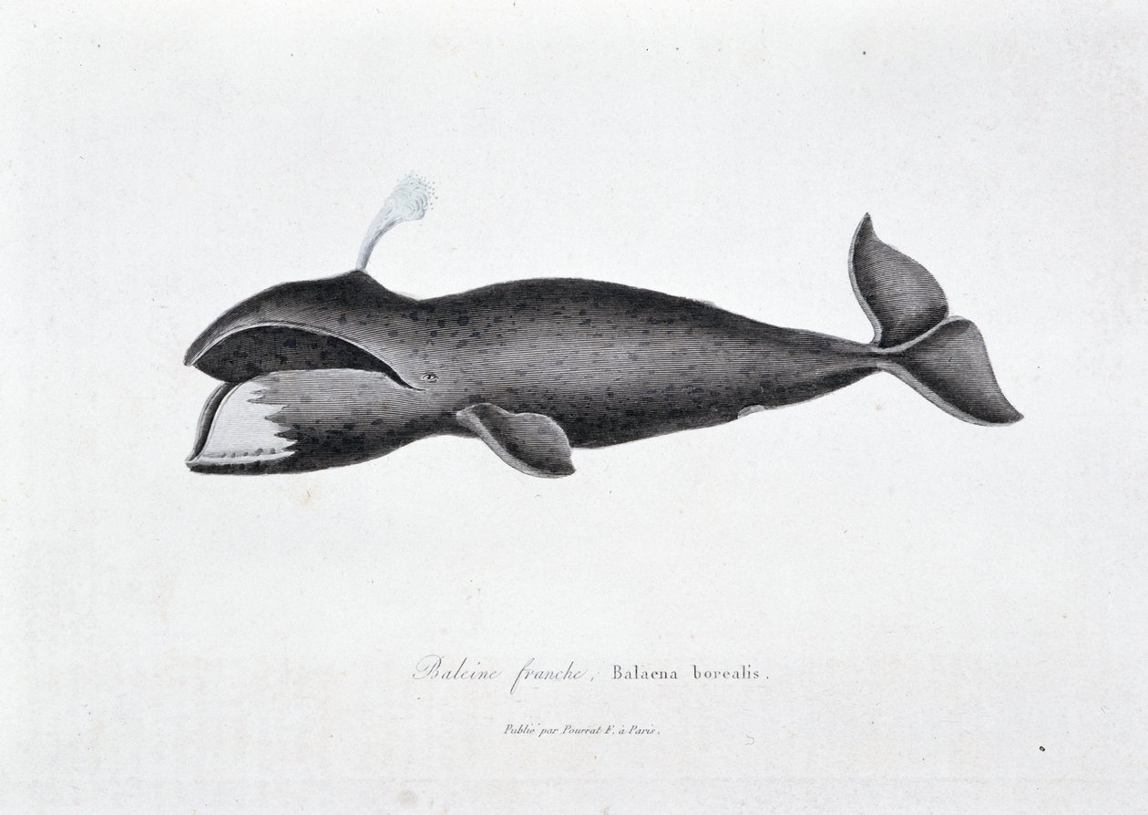 Doğal Tarih Plakası: Doğru balinayı temsil eden zoolojik tahta, Balaena borealis - doğa bilimci Georges Louis Leclerc, Buffon Kontu (1707 - 1788) tarafından “” Works of Buffon”da. 1837