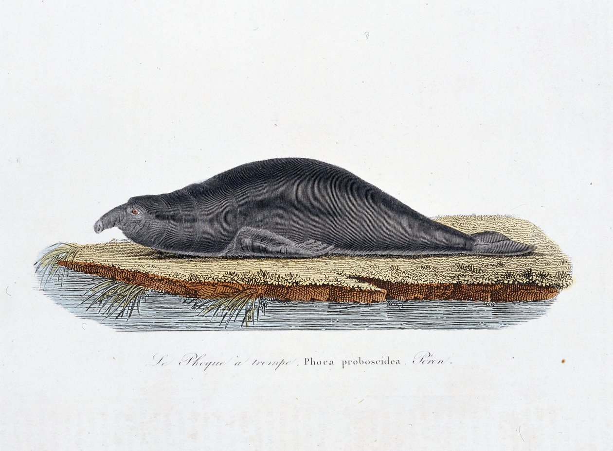 Doğal Tarih Plakası: Mührü bir trompe temsil eden zoolojik tahta, Phoca proboscidea, Peron - doğa bilimci Georges Louis Leclerc, Buffon Kontu (1707 - 1788) tarafından “Tamamen Buffon Eserleri”nde. 1837