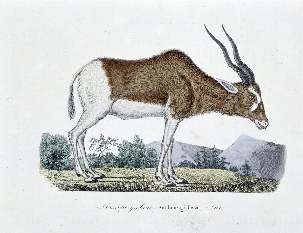 Doğal Tarih Plakası: Doğa bilimci Georges Louis Leclerc, Buffon Kontu (1707 - 1788) tarafından yazılan “Tamamen Buffon Eserleri”nde Gibbous Antilopu, Gibbosa Antilopu, Savi