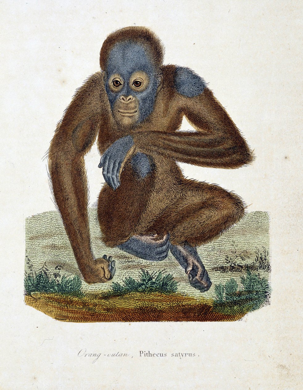 Doğal Tarih Plakası: Orang outan'ı (orang outan, orang outang, orang outang), Pithecus satyrus'u - doğa bilimci Georges Louis Leclerc, Buffon Kontu (1707 - 1788) tarafından yazılan “Buffon Completes of Buffon”da gösteren zoolojik çizelge. 1837' by Georges Louis Leclerc