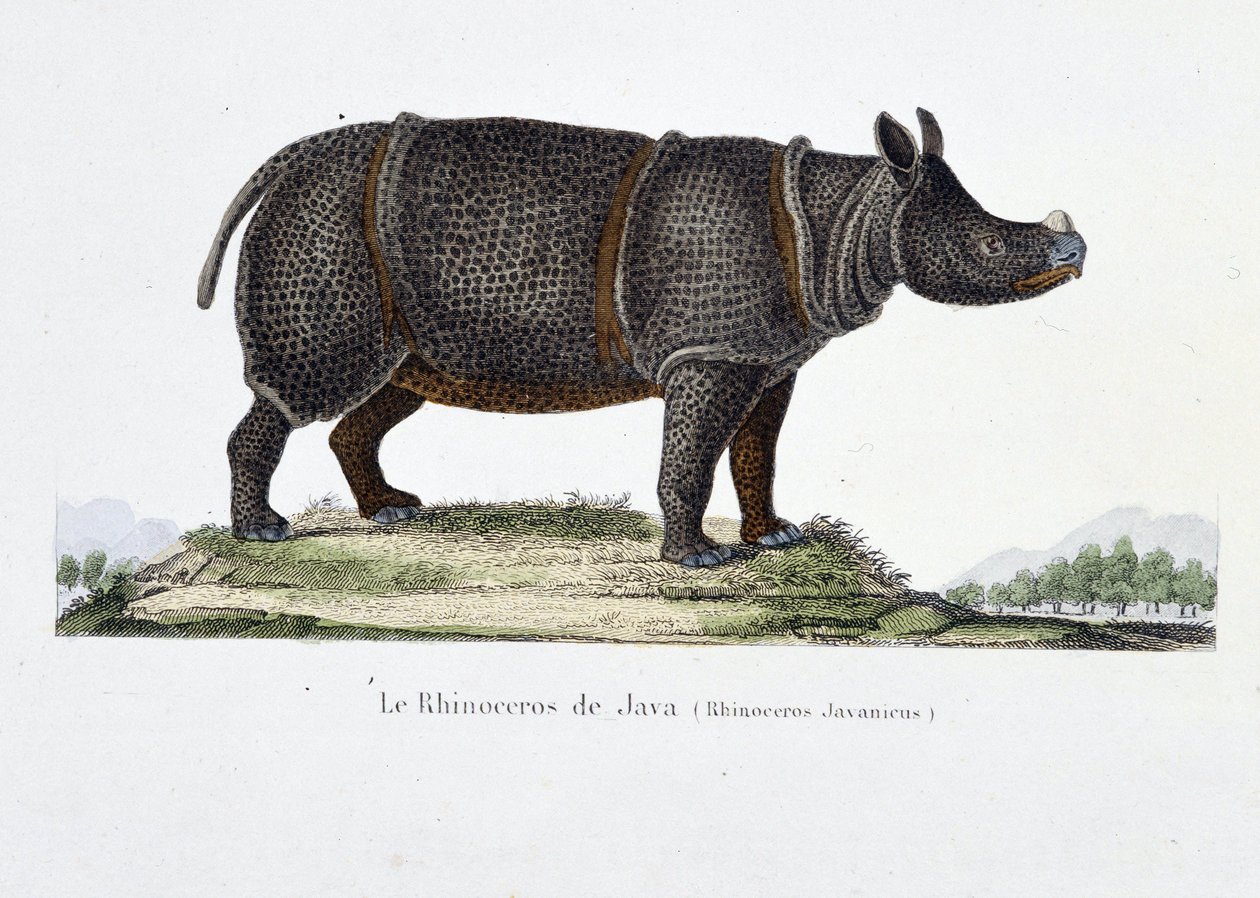 Doğal Tarih Plakası: Java Gergedanını (Gergedan Javanicus) temsil eden zoolojik çizelge - doğa bilimci Georges Louis Leclerc, Buffon Kontu (1707 - 1788) tarafından “” Tamamen Buffon Eserleri”nde. 1837