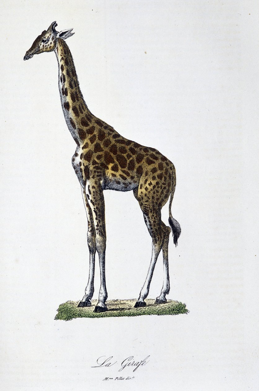 Doğal Tarih Plakası: Zürafayı temsil eden zoolojik tablo - doğa bilimci Georges Louis Leclerc, Count of Buffon (1707 - 1788) tarafından “” Completes of Buffon”da. 1837