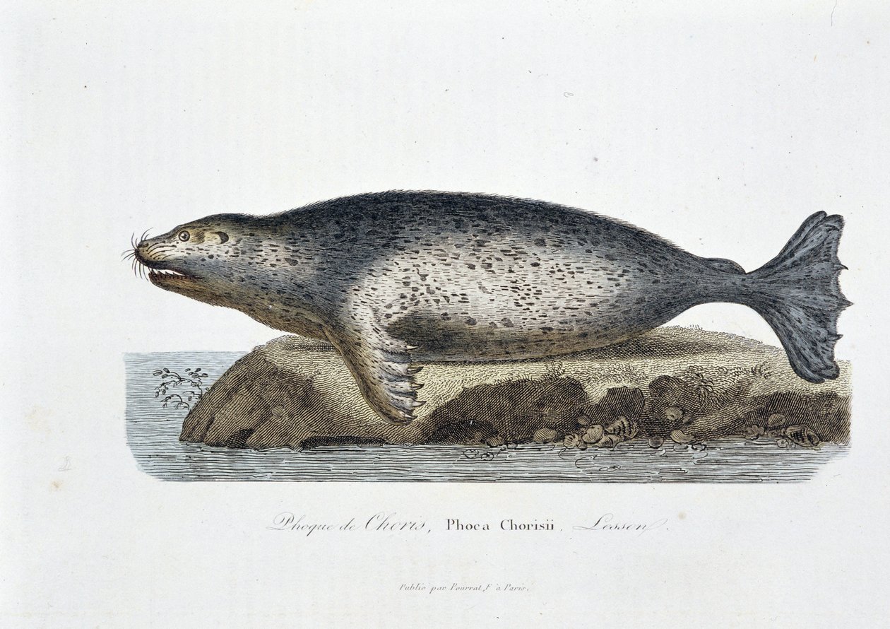 Doğal tarih panosu: Choris mührünü tasvir eden zoolojik pano, Phoca Chorisii, Ders - doğa bilimci Georges Louis Leclerc, Buffon Kontu (1707 - 1788) tarafından “” Works of Buffon”da. 1837