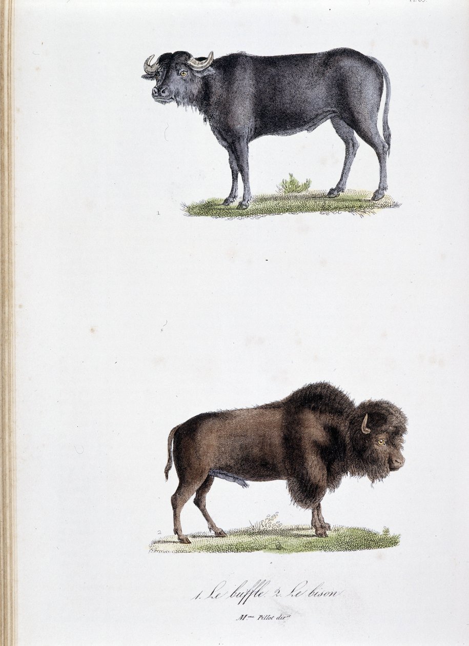 Doğal tarih panosu: 1. Bufalo ve iki kişiyi temsil eden zoolojik pano. Le bizon - doğa bilimci Georges Louis Leclerc, Buffon Kontu (1707 - 1788) tarafından “” Buffon