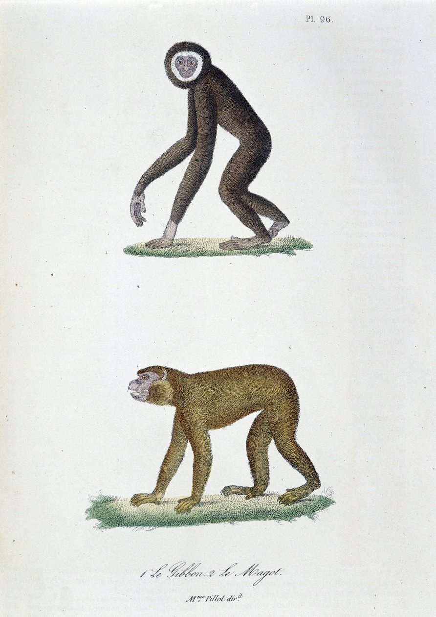 Doğal tarih panosu: 1. Guibbon ve 2. Le Magot - doğa bilimci Georges Louis Leclerc, Count of Buffon (1707 - 1788) tarafından “” Complete Works of Buffon”da temsil edilen zooloji kurulu. 1837