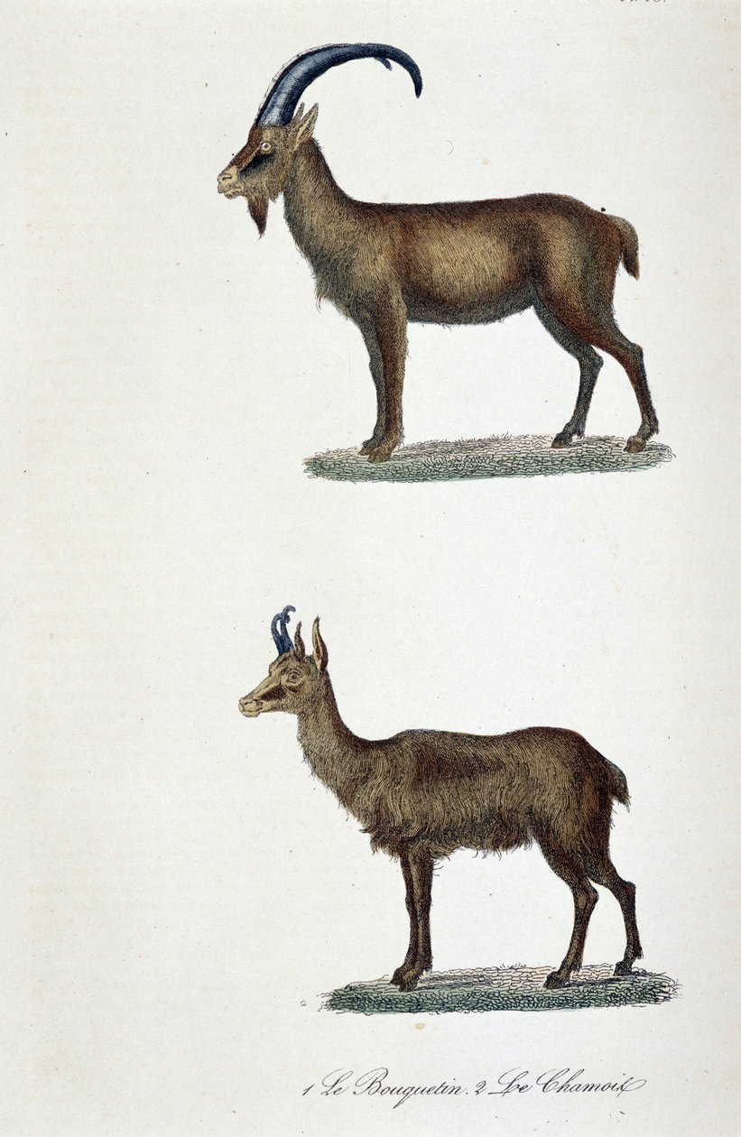 Doğal tarih panosu: 1. Ibex ve 2. Le Chamois - doğa bilimci Georges Louis Leclerc, Count of Buffon (1707 - 1788) tarafından "" Completes de Buffon"da temsil edilen zoolojik pano. 1837