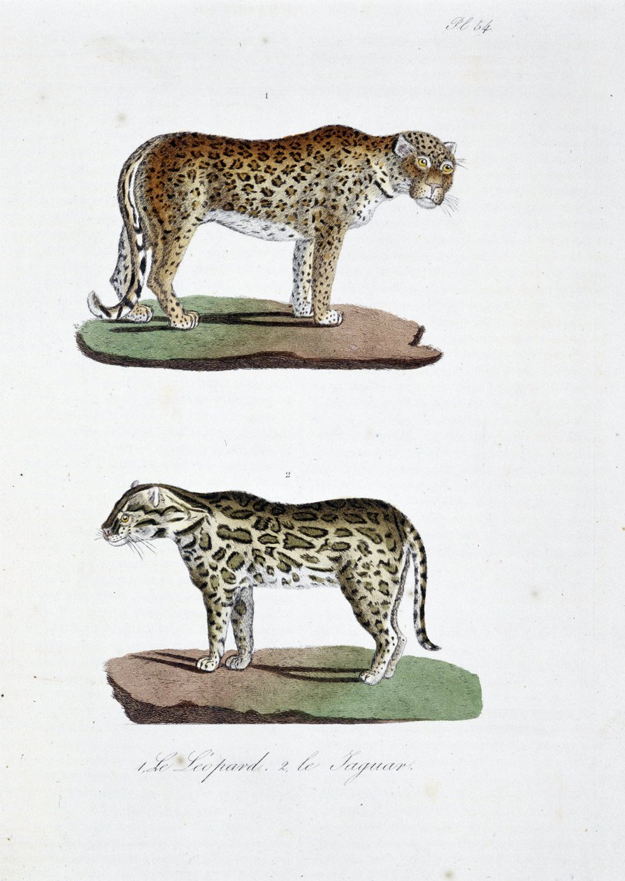 Doğal tarih panosu: 1. Leopard ve 2. Le Jaguar