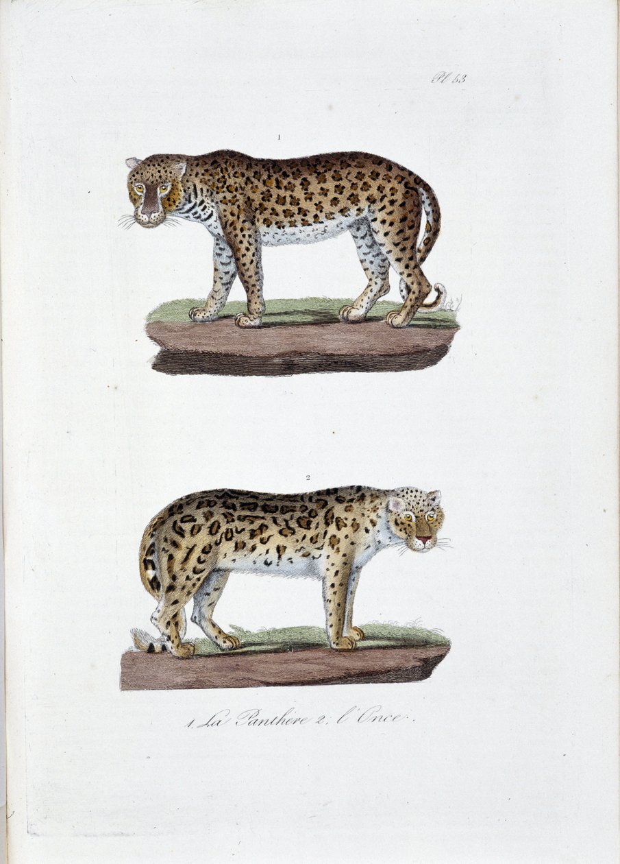 Doğal tarih panosu: 1. The Panghere ve 2. L'Once - doğa bilimci Georges Louis Leclerc, Count of Buffon (1707 - 1788) tarafından “” Complete Works of Buffon”da temsil edilen zoolojik pano. 1837'den bir gravür. by Georges Louis Leclerc