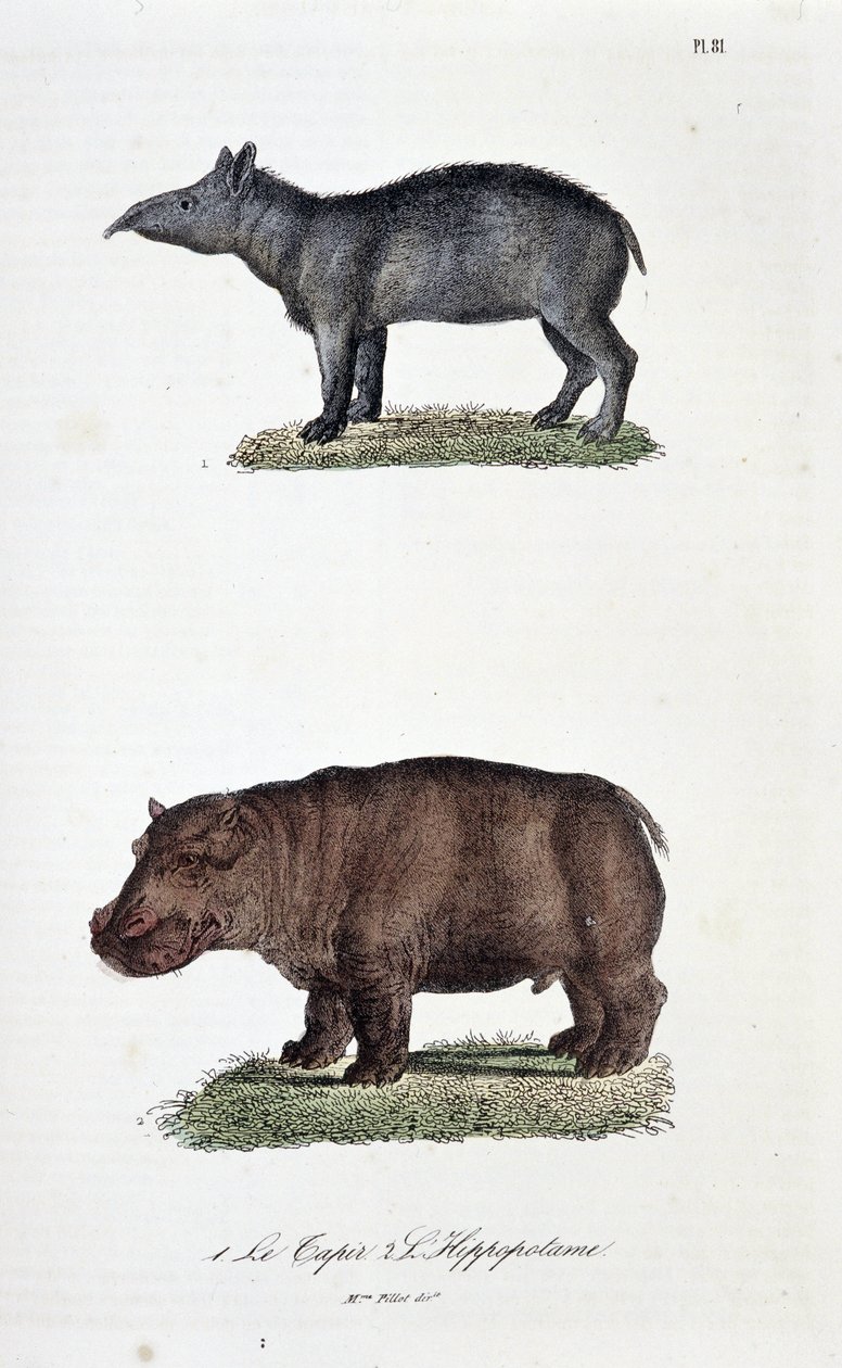 Doğal tarih panosu: 1. The Tapir ve 2. L