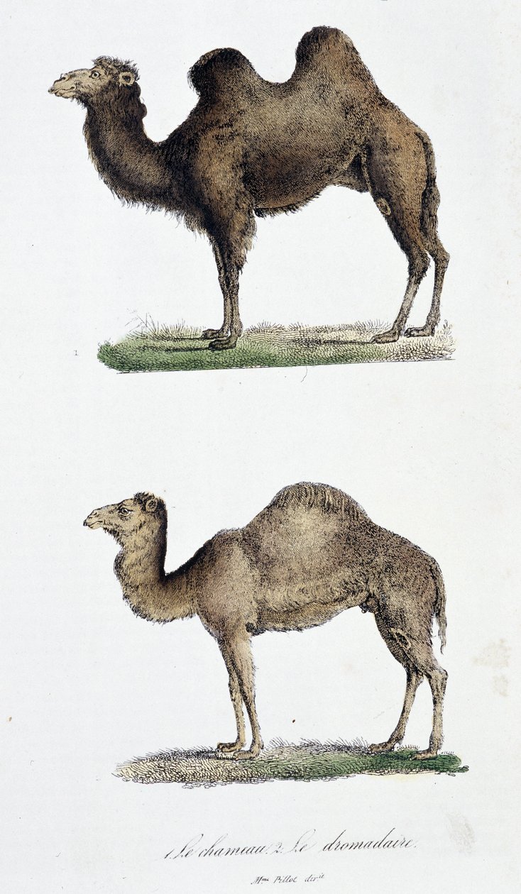Doğa tarihi panosu: Zooloji panosunu temsil eden 1. Deve ve iki. Le dromedaire - doğa bilimci Georges Louis Leclerc, Buffon Kontu (1707 - 1788) tarafından “”Buffon