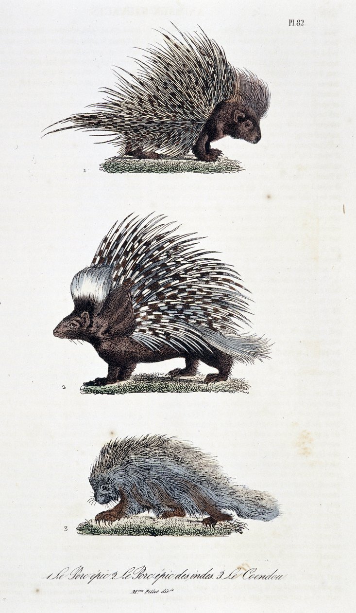 Doğal tarih panosu: Zooloji panosu, 1. Destansı Domuz eti, 2. Destansı Hindistan domuz eti ve 3. Le Coendou - doğa bilimci Georges Louis Leclerc, Buffon Kontu (1707 - 1788) tarafından yazılan "Buffon