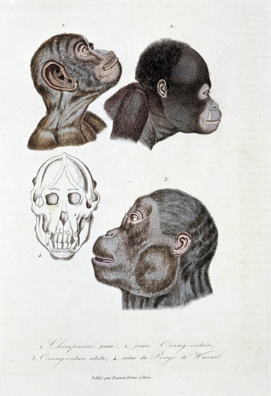 Doğa tarihi panosu: 1. Genç şempanzeyi temsil eden zoolojik pano; 2. genç Orang outan (orangutan, orangutan, orangutan); 3. Yetişkin yabancılar; 4. Crane du Pongo de Wurmb - doğa bilimci Georges Louis Leclerc'in “Buffon'un Bütün Eserleri”nde, by Georges Louis Leclerc