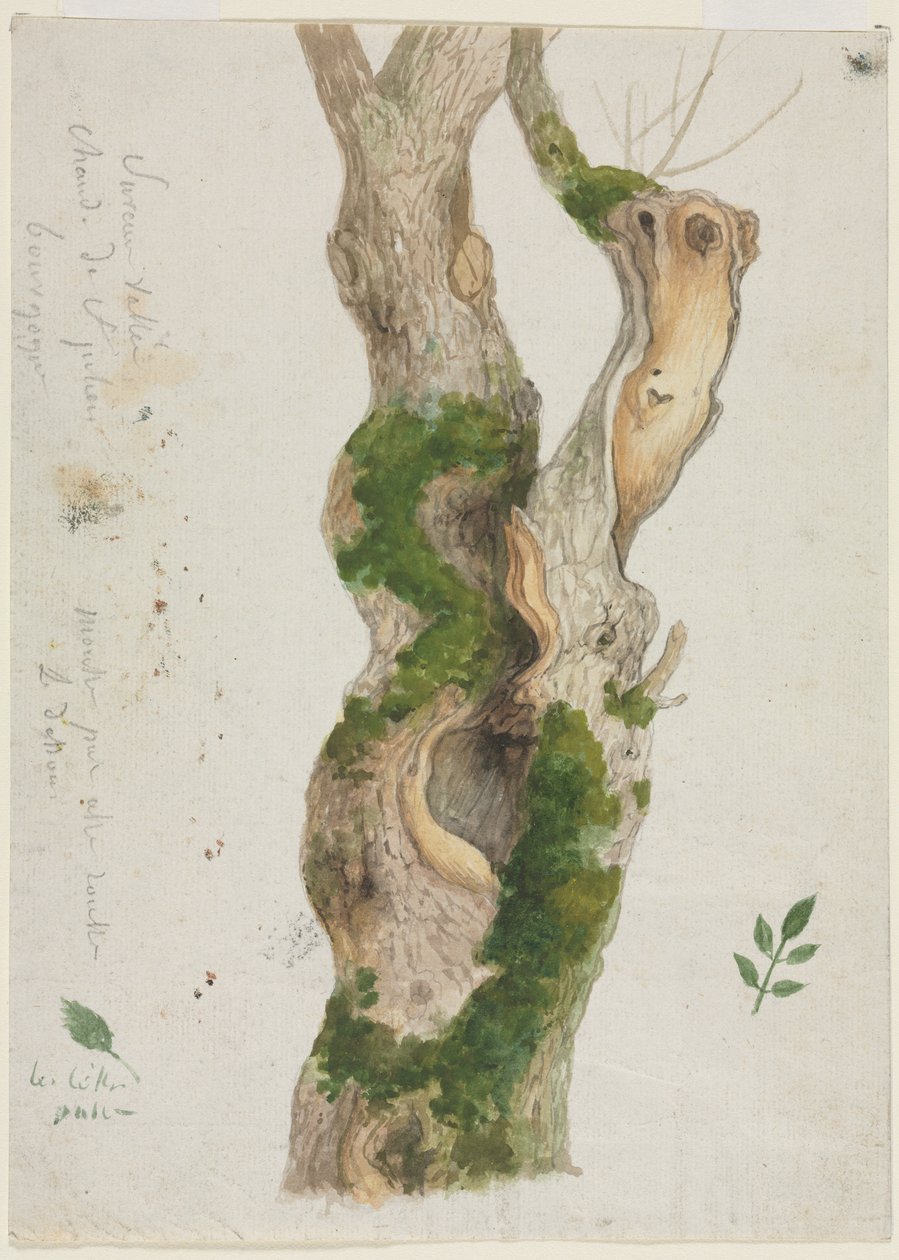 Bir Ağaç Gövdesinin İncelenmesi. by Georges Michel