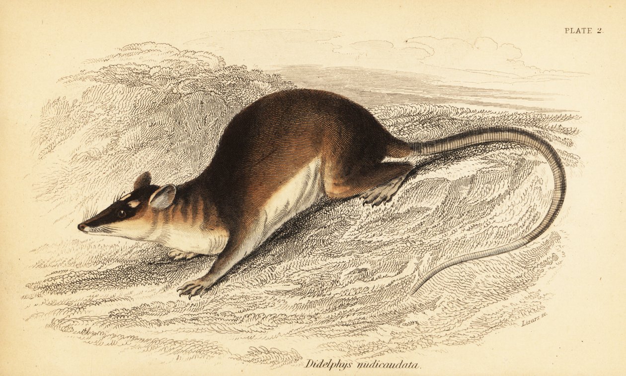 Kahverengi dört gözlü opossum, Metachirus nudicaudatus. ,1841 (gravür) by Georges Robert Waterhouse