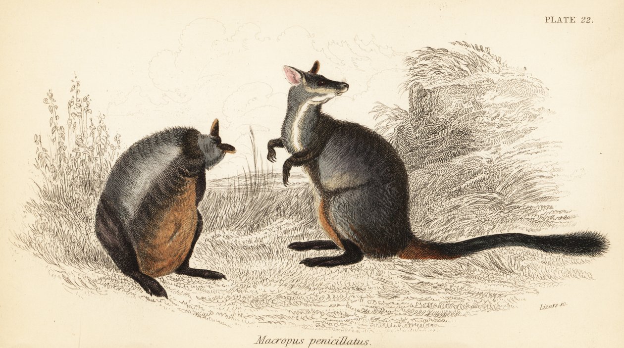 Fırça kuyruklu kaya valabi, Petrogale penicillata. ,1841 (gravür) by Georges Robert Waterhouse