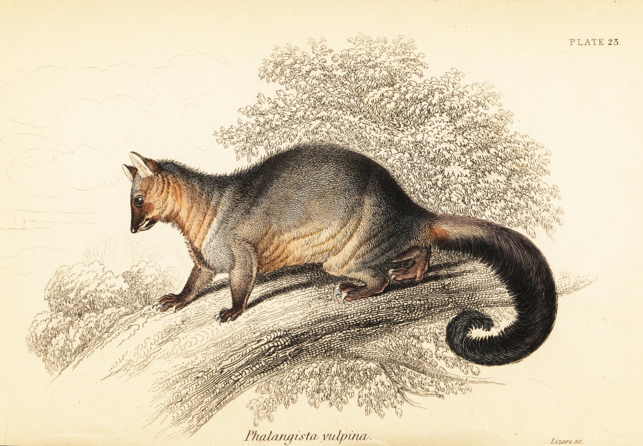 Sıradan fırça kuyruğu kutusu, Trichosurus vulpecula. ,1841 (gravür) by Georges Robert Waterhouse