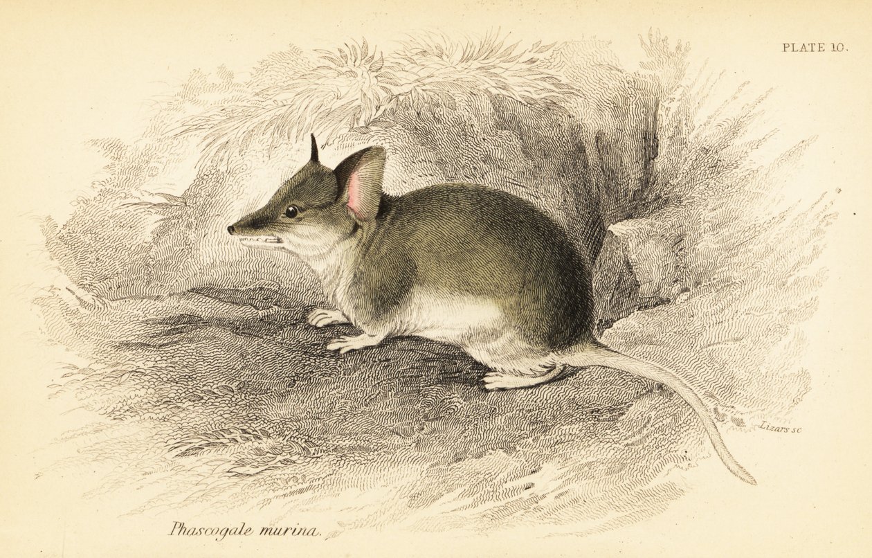 Adi dunnart, Sminthopsis murina. ,1841 (gravür) by Georges Robert Waterhouse