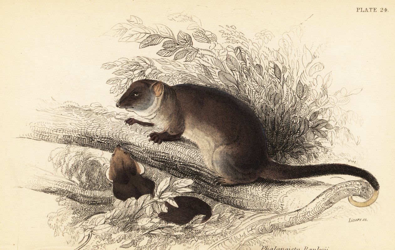 Sıradan halka kuyruğu, Pseudocheirus peregrinus. ,1841 (gravür) by Georges Robert Waterhouse