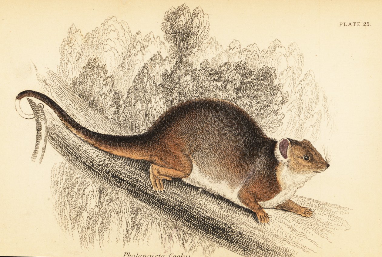 Sıradan halka kuyruğu, Pseudocheirus peregrinus. ,1841 (gravür) by Georges Robert Waterhouse