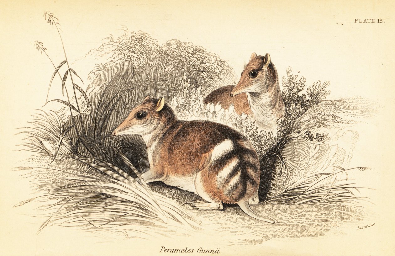 Doğu çubuklu bandicoot, Perameles gunnii.,1841 (gravür) by Georges Robert Waterhouse