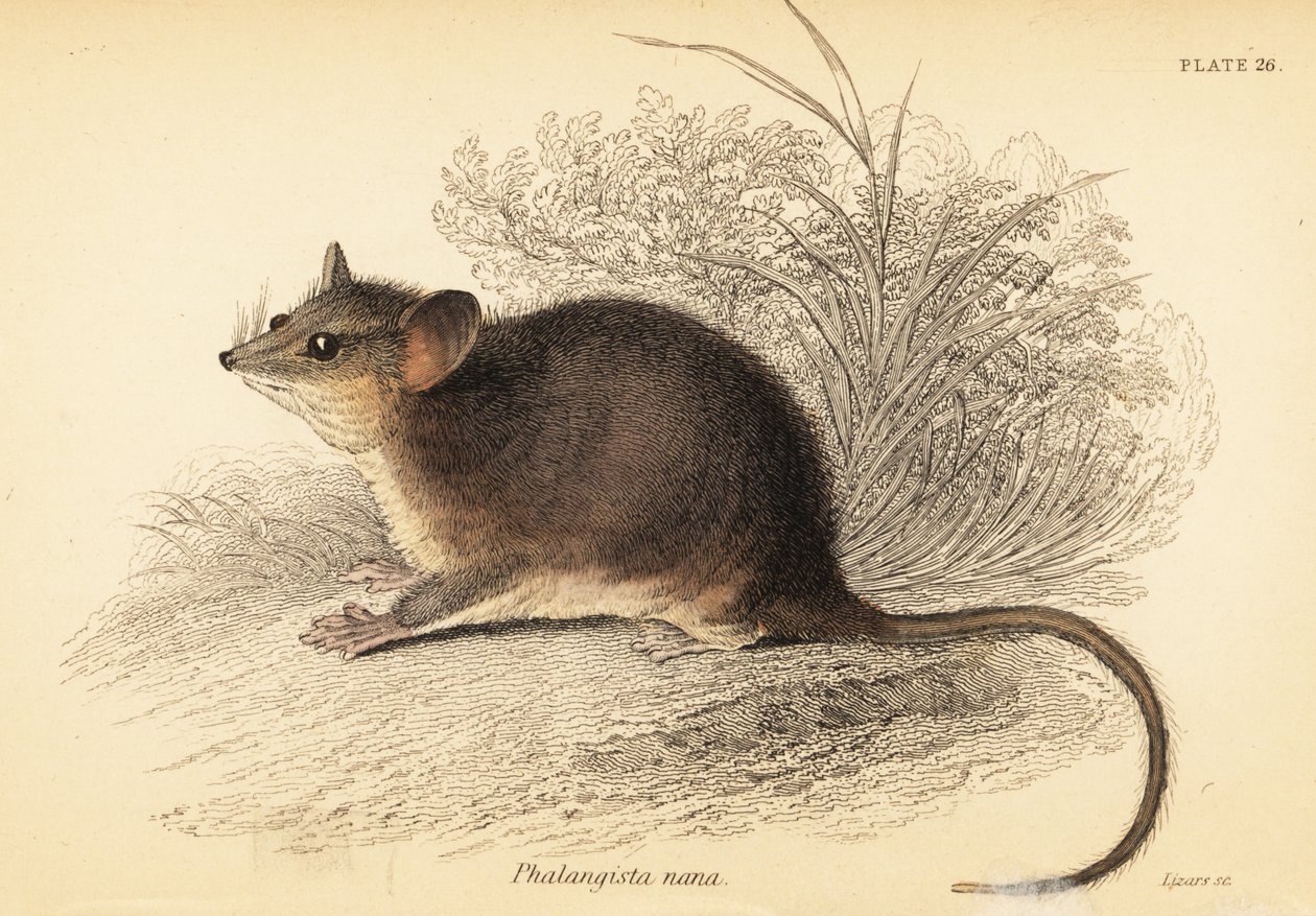 Doğu cüce ben, Cercartetus nanus.,1841 (gravür) by Georges Robert Waterhouse