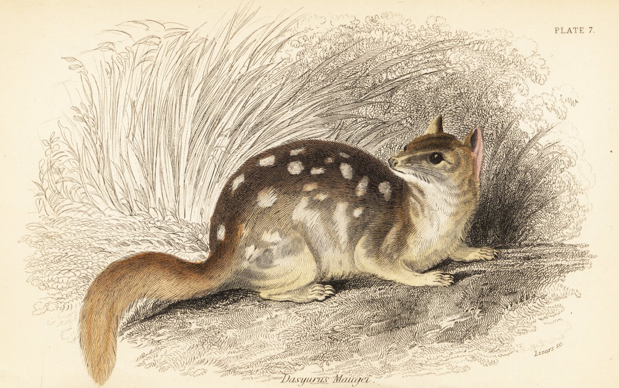 Doğulu, Dasyurus viverrinus. Nesli tükenmekte. ,1841 (gravür) by Georges Robert Waterhouse