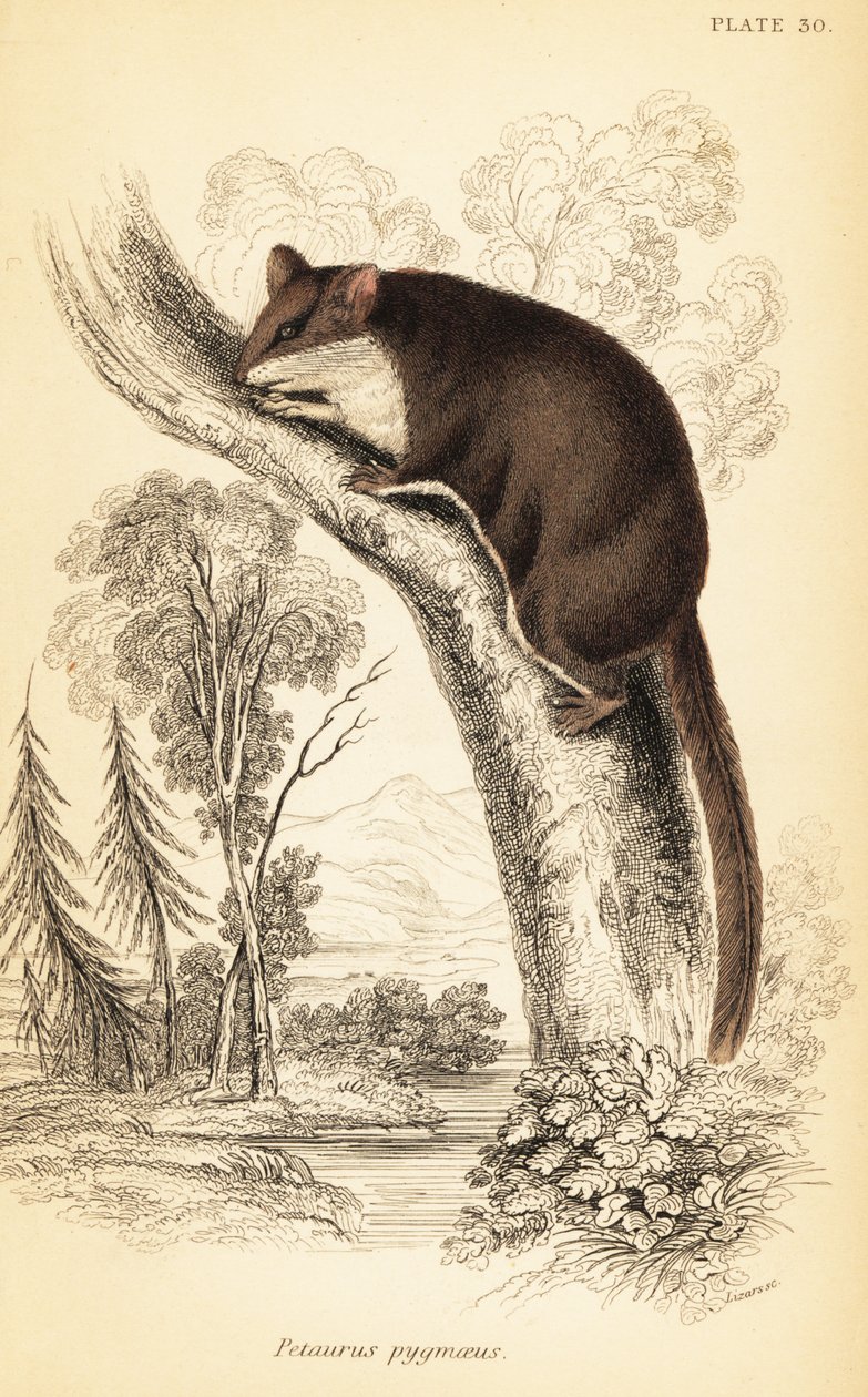 Tüylü planör, Acrobat pygmaeus. ,1841 (gravür) by Georges Robert Waterhouse