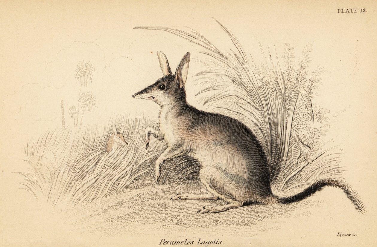 Büyük bilby, Macrotis lagotis. Nesli tükenmekte. ,1841 (gravür) by Georges Robert Waterhouse