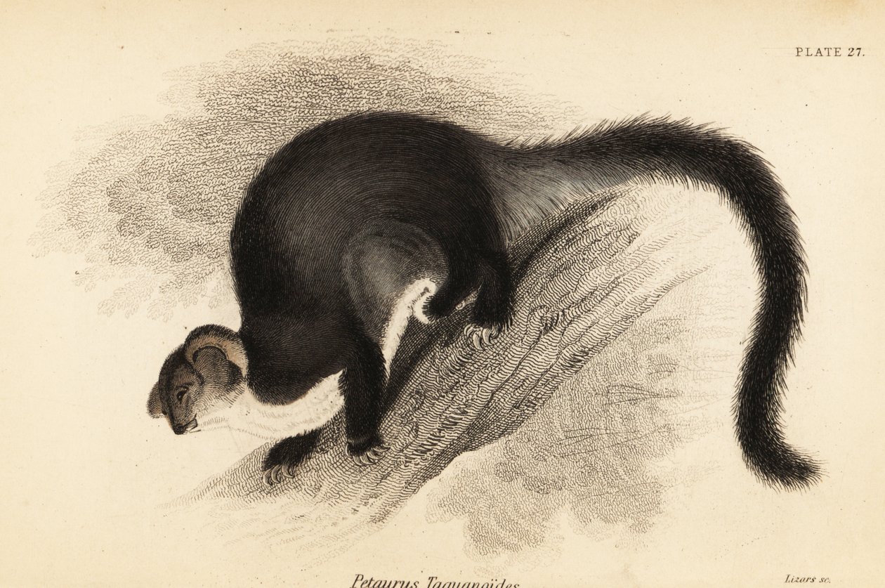 Büyük planör, Petauroides volans. ,1841 (gravür) by Georges Robert Waterhouse