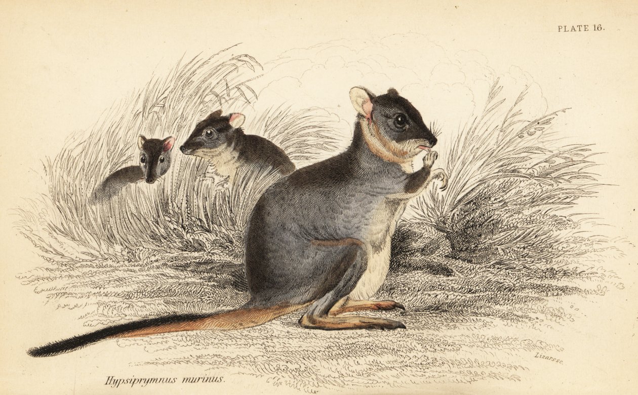 Uzun ayaklı potoroo, Potorous longipes. Hassas.,1841 (gravür) by Georges Robert Waterhouse