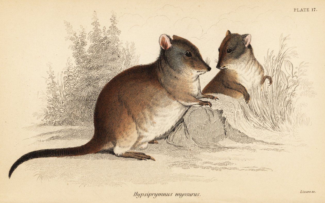 Uzun burunlu potoroo, Potorous tridactylus tridactylus.,1841 (gravür) by Georges Robert Waterhouse