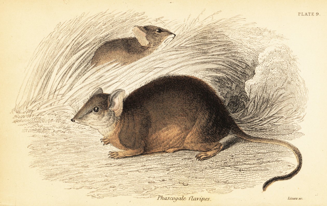 Mardo veya sarı ayaklı antechinus, Antechinus flavipes. ,1841 (gravür) by Georges Robert Waterhouse