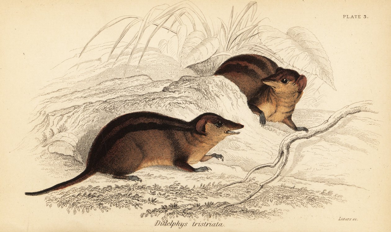Kuzey üç çizgili opossum, Monodelphis americana. ,1841 (gravür) by Georges Robert Waterhouse