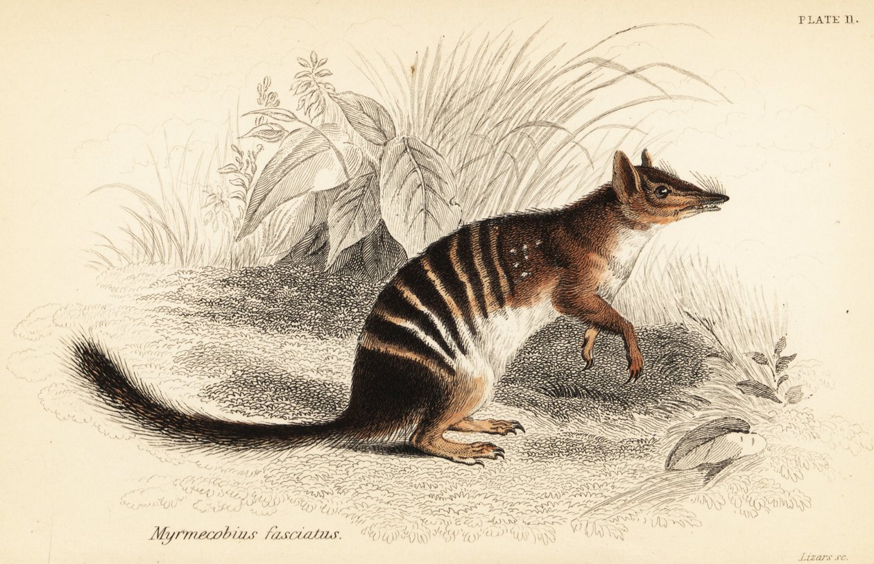 Numbat, Myrmecobius fasciatus. Nesli tükenmekte. ,1841 (gravür) by Georges Robert Waterhouse