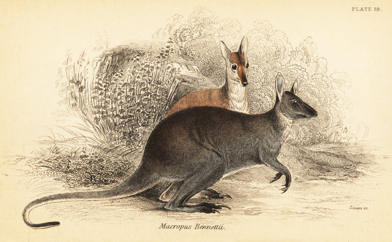 Kırmızı boyunlu wallaby, Macropus rufogriseus. ,1841 (gravür) by Georges Robert Waterhouse