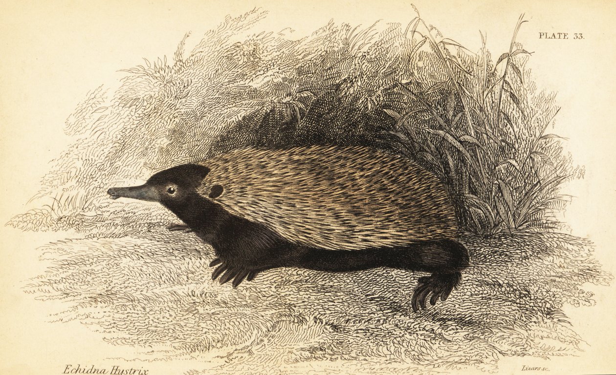 Kısa gagalı echidna, Tachyglossus aculeatus.,1841 (gravür) by Georges Robert Waterhouse