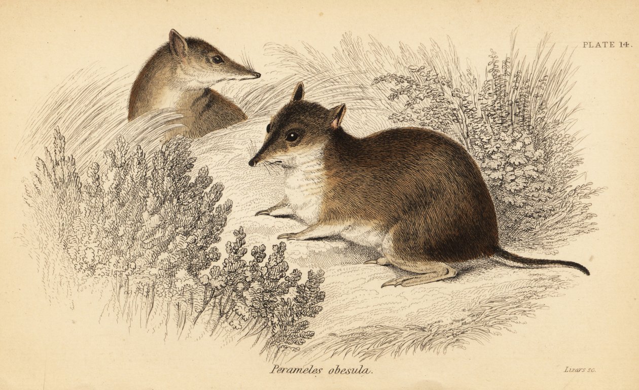 Güney kahverengi bandicoot, Isoodon obesulus. Nesli tükenmekte. ,1841 (gravür) by Georges Robert Waterhouse