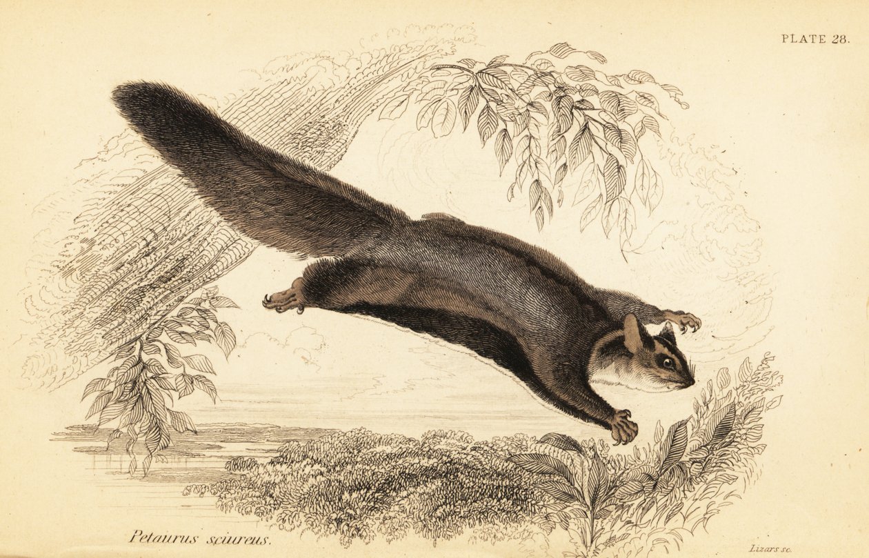 Sincap planör, Petaurus norfolcensis.,1841 (gravür) by Georges Robert Waterhouse