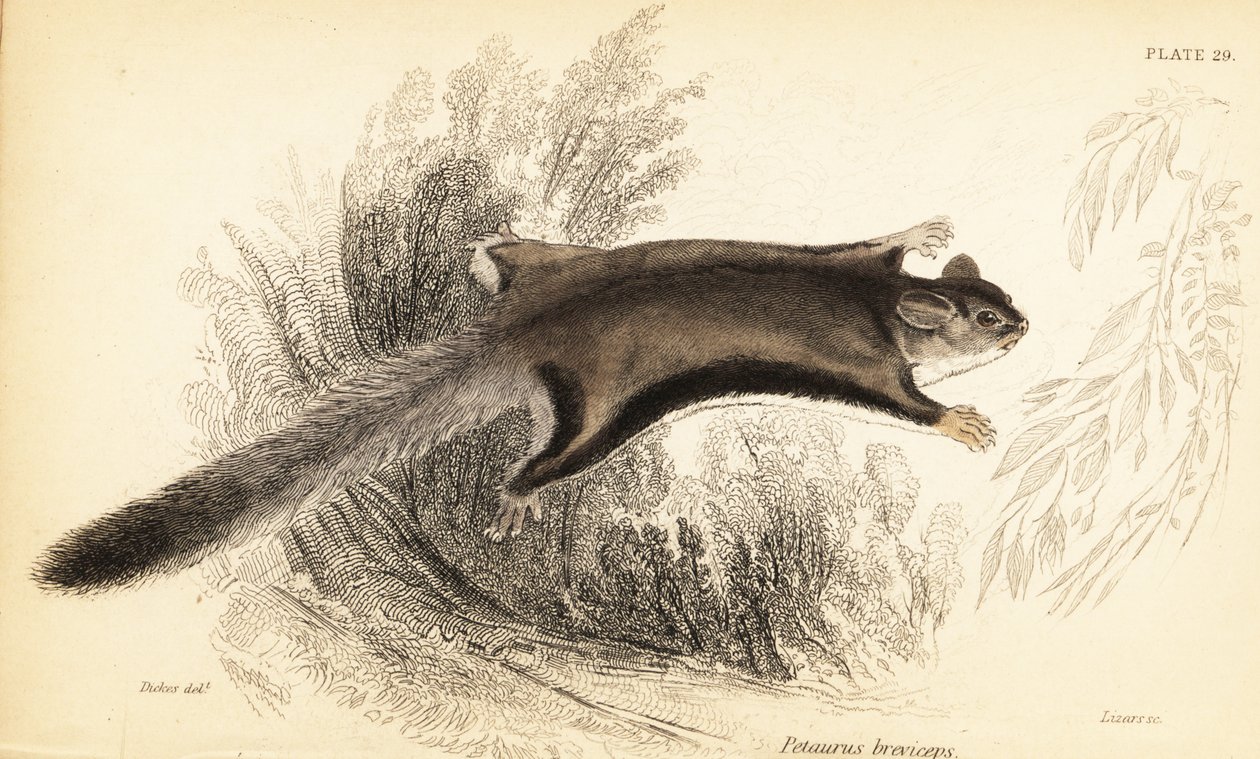 Şeker planör, Petaurus breviceps.,1841 (gravür) by Georges Robert Waterhouse