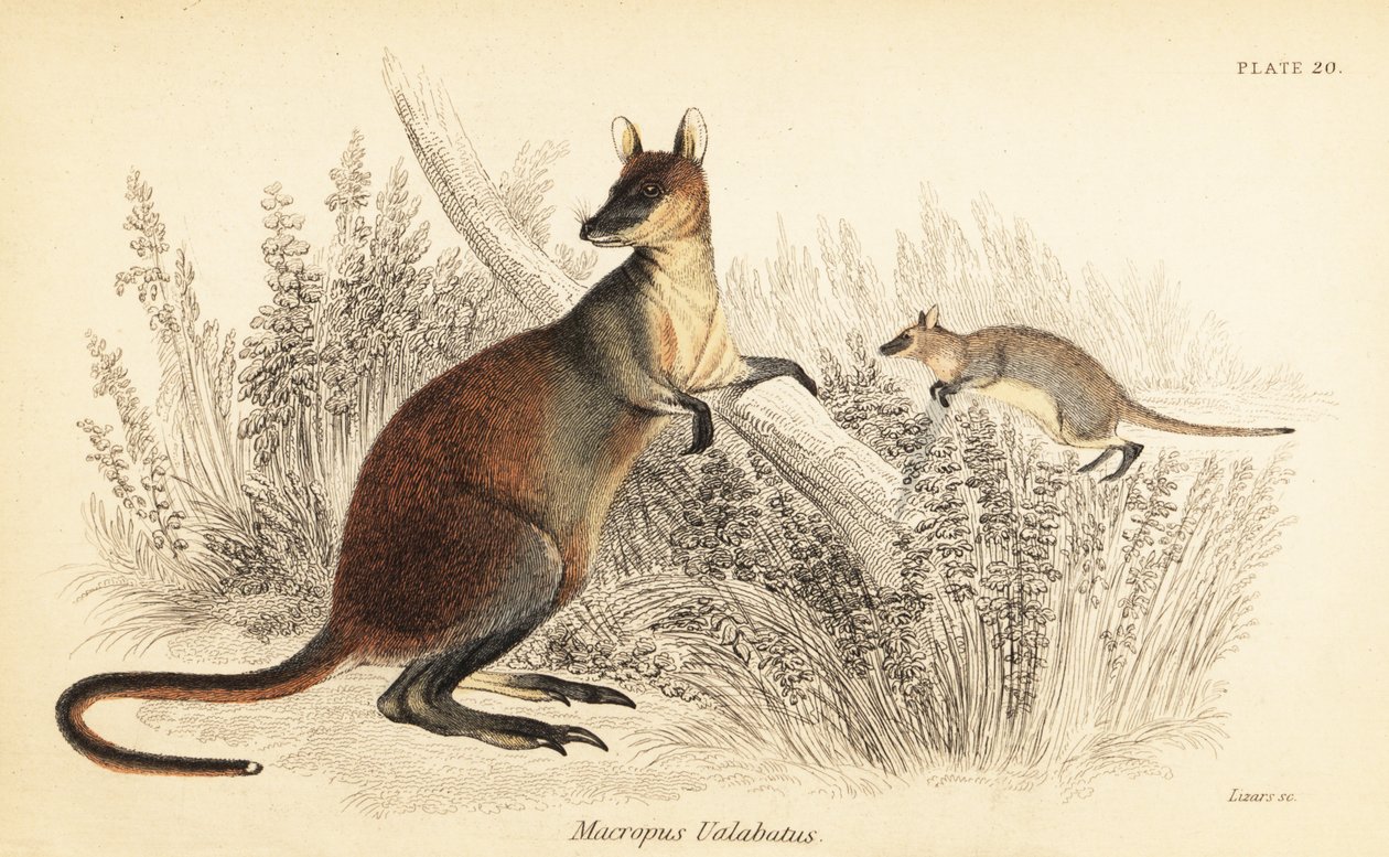 Bataklık wallaby, Wallabia bicolor. ,1841 (gravür) by Georges Robert Waterhouse