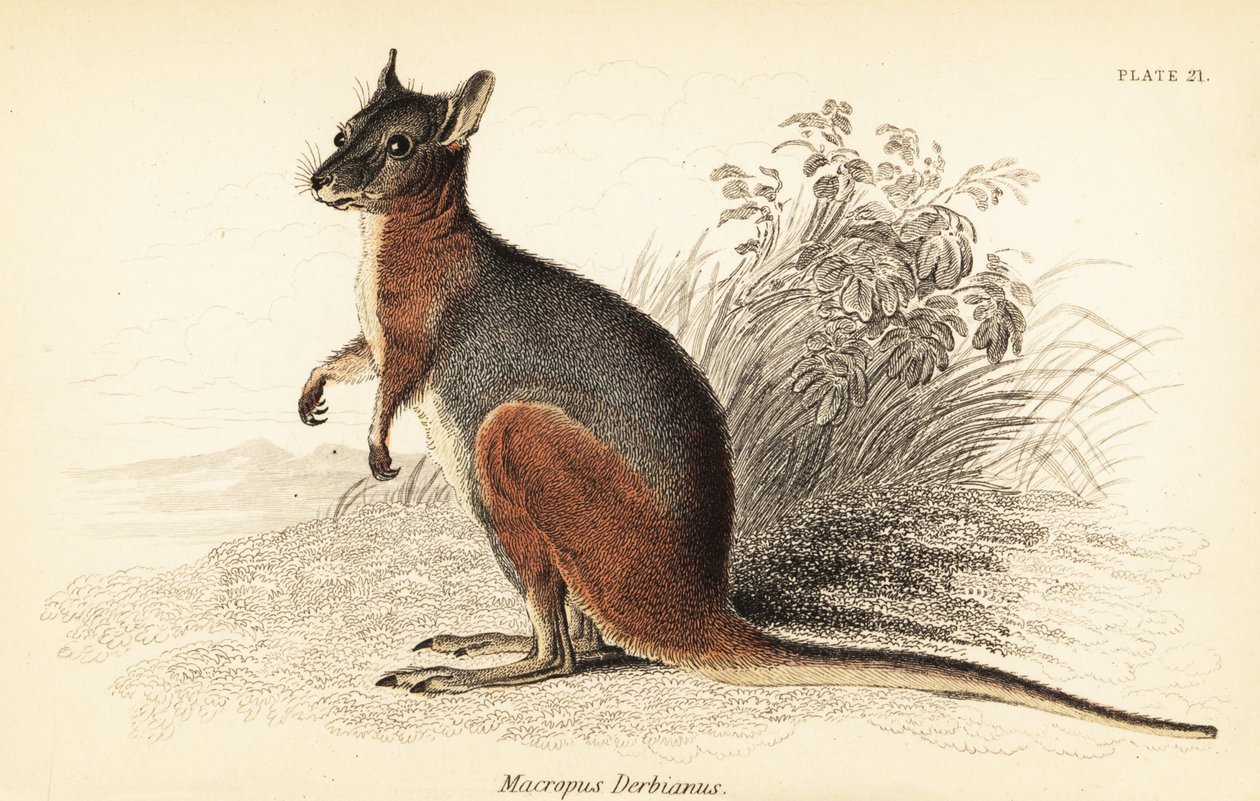 Tammar wallaby, Kanguru eugenii., 1841 (gravür) by Georges Robert Waterhouse