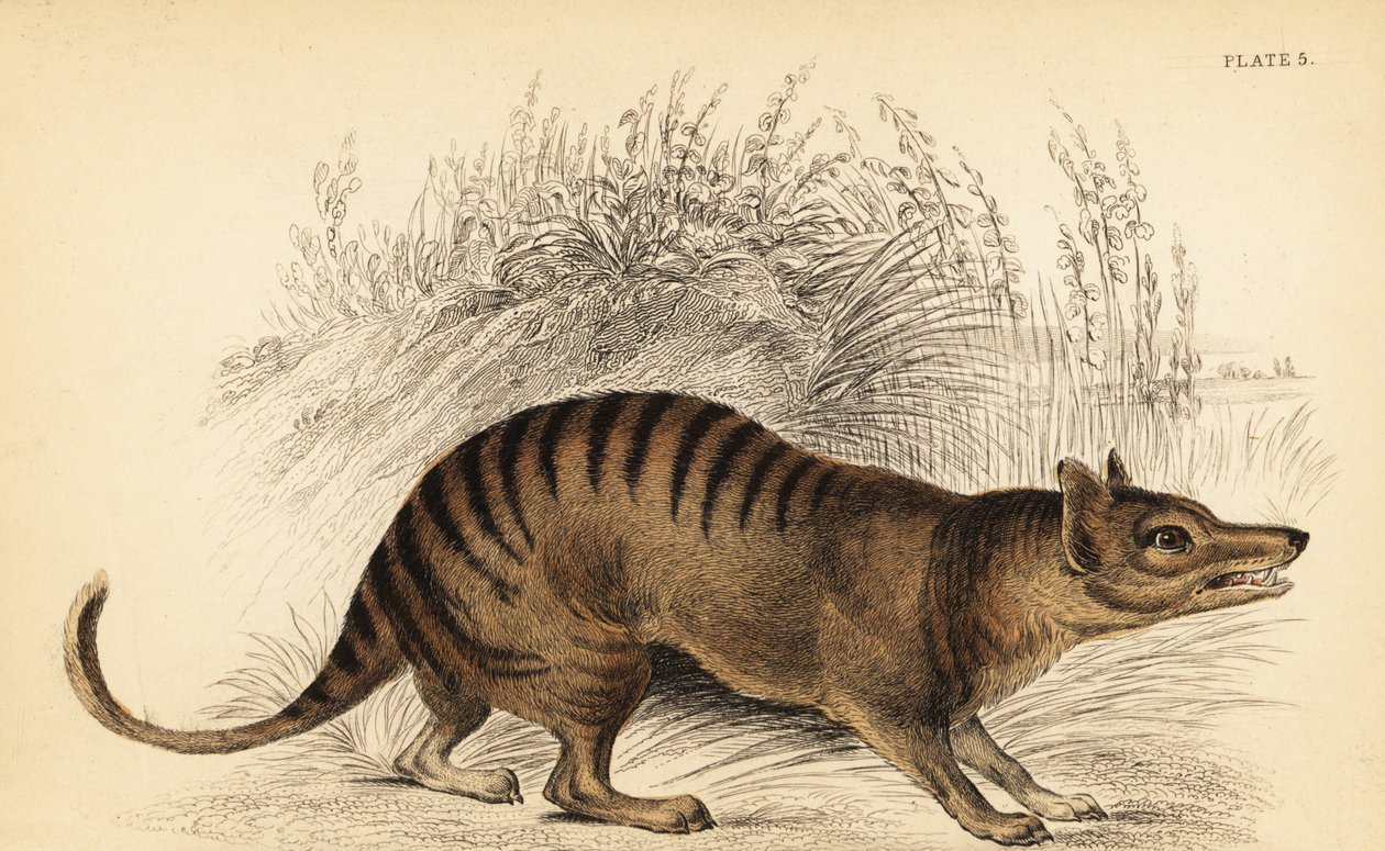 Tazmanya kaplanı, Thylacinus cynocephalus. Yok olmuş. ,1841 (gravür) by Georges Robert Waterhouse