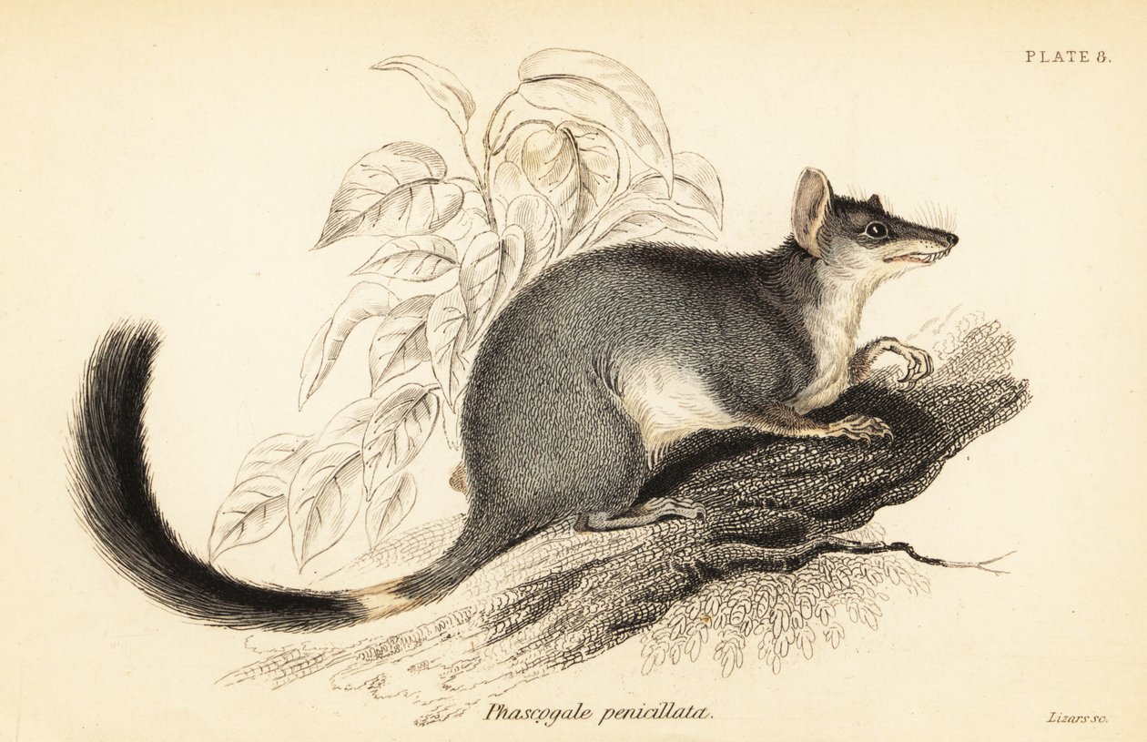 Tuan veya adi wambenger, Phascogale tapoatafa. ,1841 (gravür) by Georges Robert Waterhouse