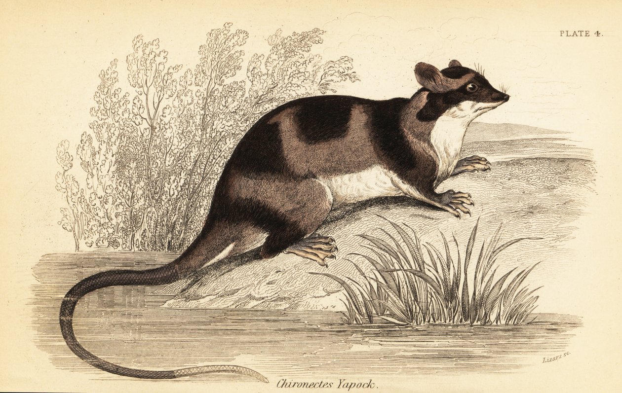Su opossum veya yapok, Chironectes minimus. ,1841 (gravür) by Georges Robert Waterhouse