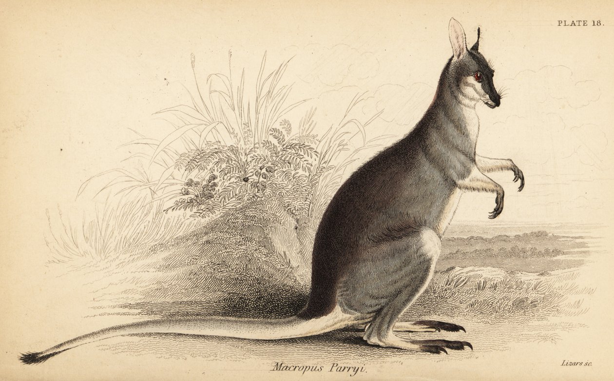 Kamçılı kanguru, Macropus parryi. ,1841 (gravür) by Georges Robert Waterhouse