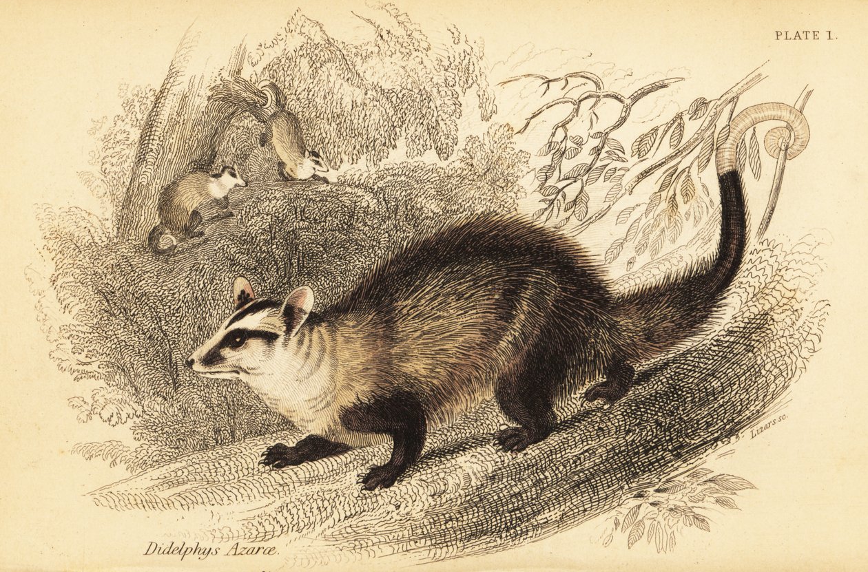 Ak kulaklı opossum, Didelphis albiventris. ,1841 (gravür) by Georges Robert Waterhouse