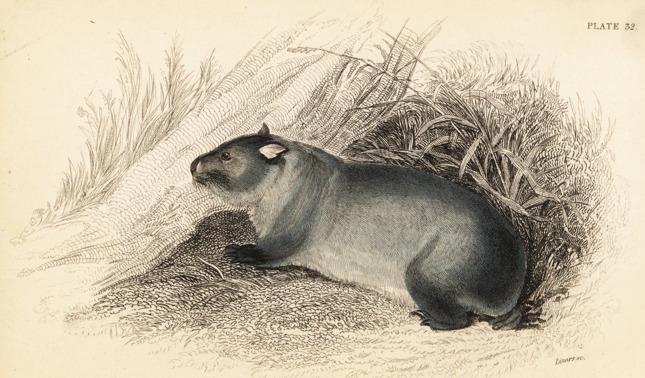 Wombat, Vombatus ursinus.,1841 (gravür) by Georges Robert Waterhouse