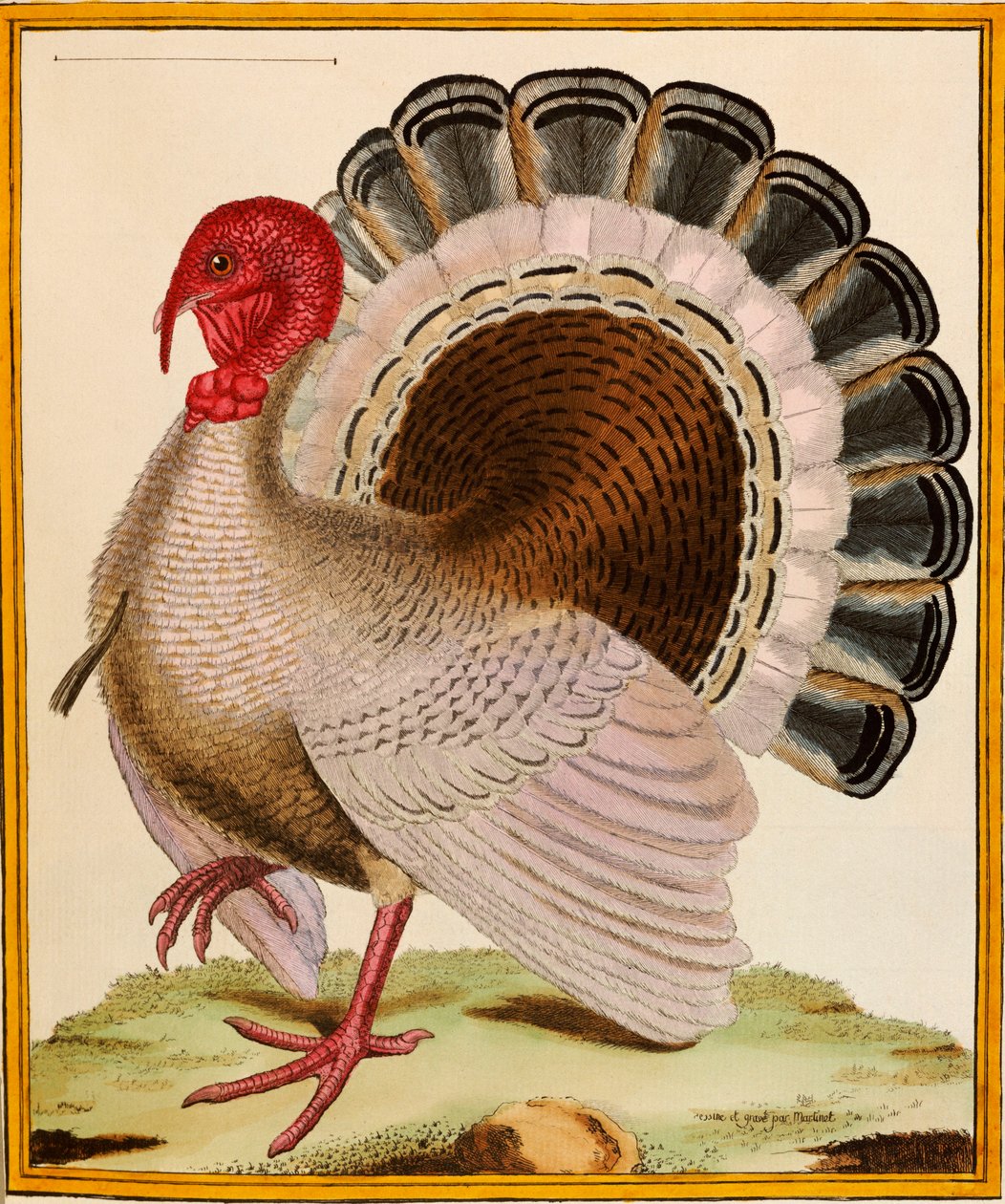 "Histoire Nouvelles des Oiseaux"dan Bir Türkiye, 1771-86 by Georges de Buffon