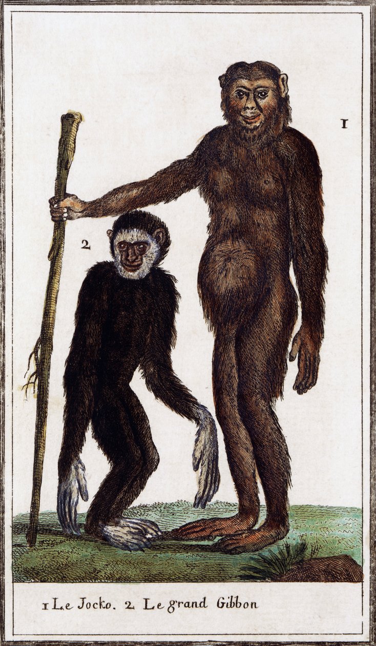 Jocko, şempanze veya jibon, Georges-Louis Leclerc'in Buffon Kontu (1707-1788) tarafından Histoire naturelle illüstrasyon formu, suluboya gravürü by Georges de Buffon