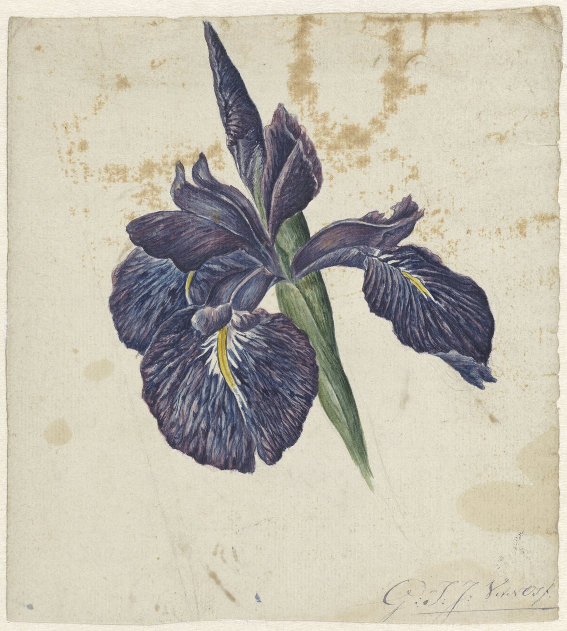 İris by Georgius Jacobus Johannes van Os